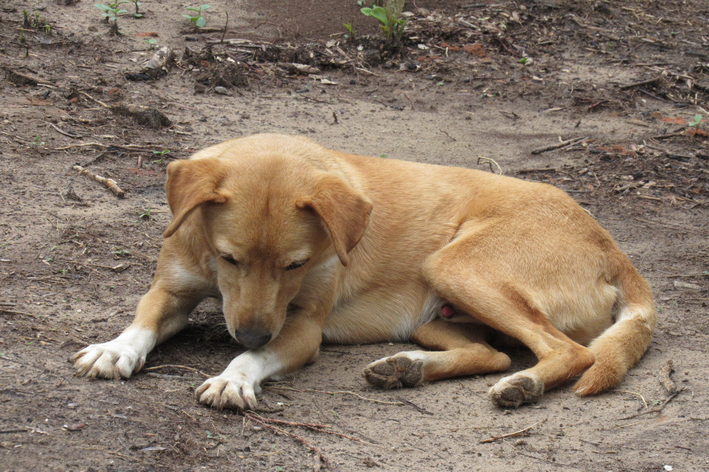 Foto de perfil do pet Rex