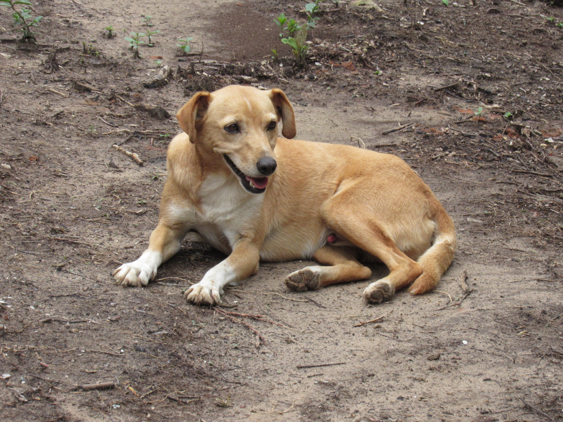 Foto de perfil do pet Rex