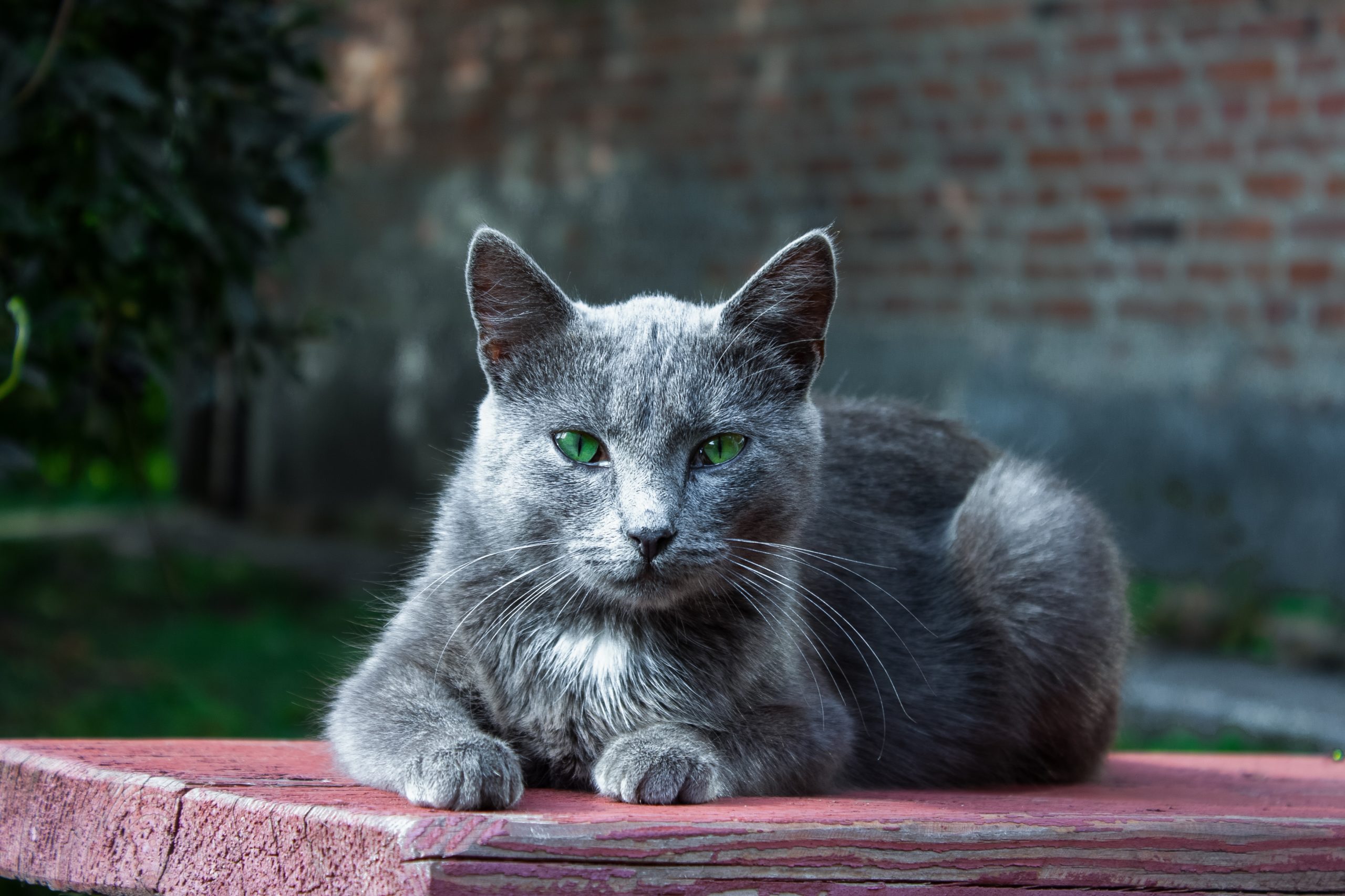 Foto de perfil do pet Mimi