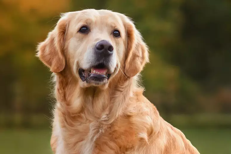 Foto de perfil do pet Pedro