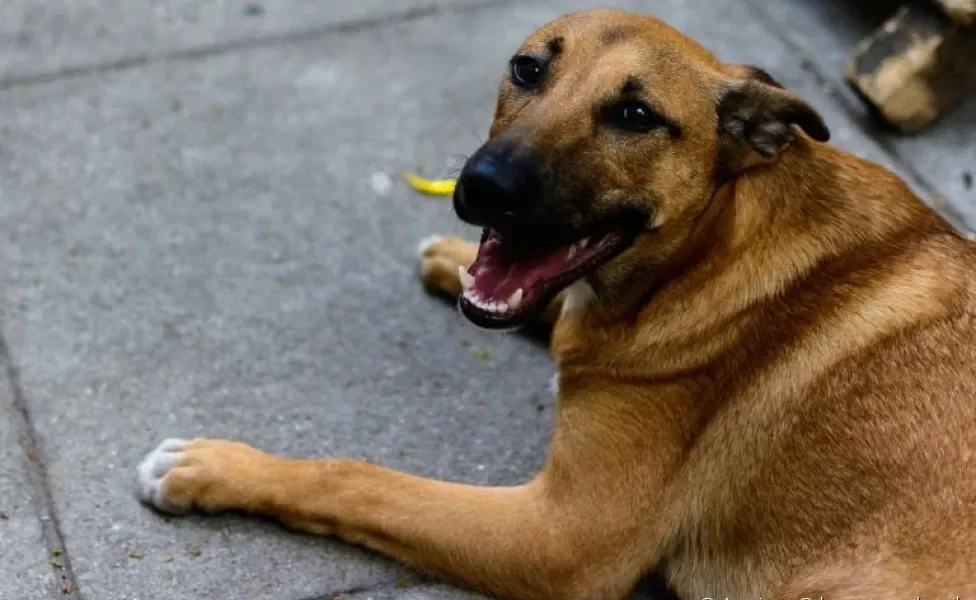 Foto de perfil do pet Max