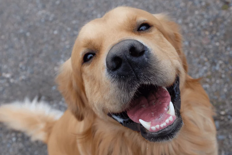 Foto de perfil do pet Pedro